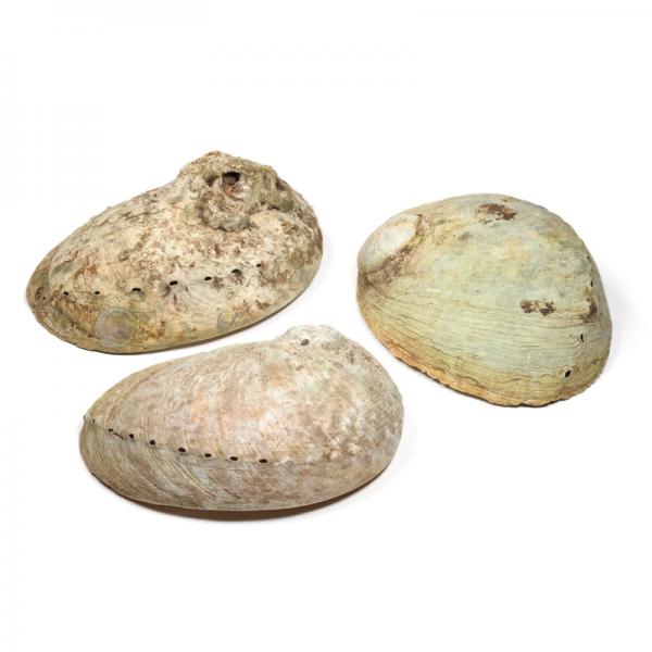 Abalone Räuchermuschel Außenansicht